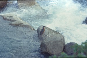 0505 PAINE - kachna.jpg